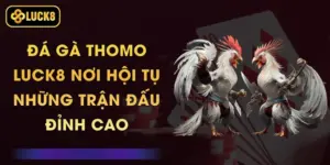 Đá Gà Thomo Luck8 - Nơi Hội Tụ Những Trận Đấu Đỉnh Cao