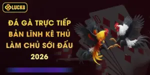 Đá Gà Trực Tiếp - Bản Lĩnh Kê Thủ, Làm Chủ Sới Đấu 2026