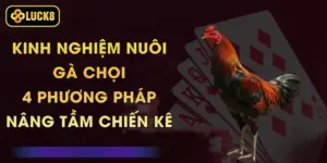 Kinh Nghiệm Nuôi Gà Chọi - 4 Phương Pháp Nâng Tầm Chiến Kê