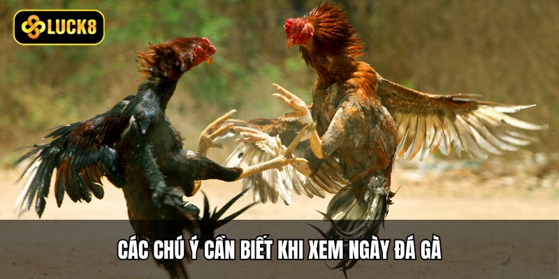 Các chú ý cần biết khi xem ngày đá gà