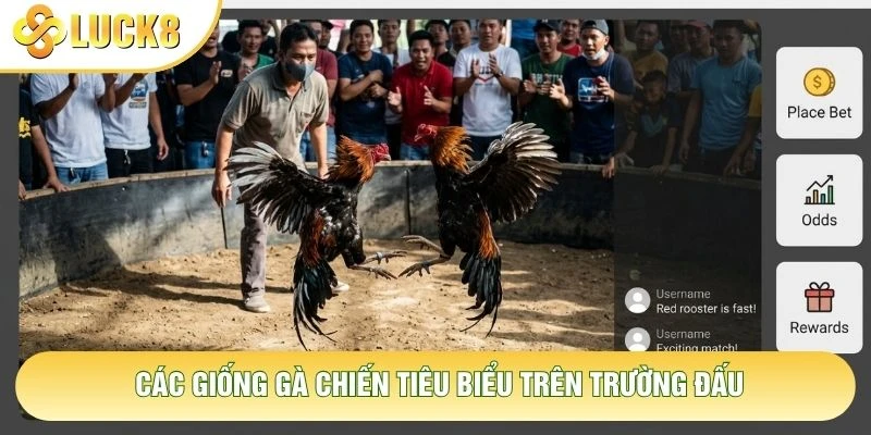 Các giống gà chiến tiêu biểu trên trường đấu
