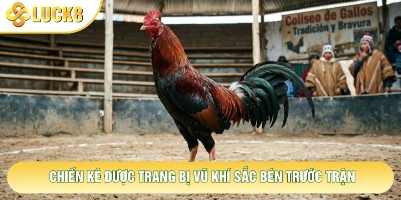 Chiến kê được trang bị vũ khí sắc bén trước trận