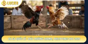 Đá Gà Quốc Tế - Đấu Trường Thomo, Philippines Hot 2026