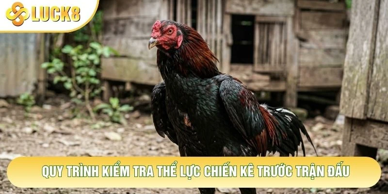 Quy trình kiểm tra thể lực chiến kê trước trận đấu