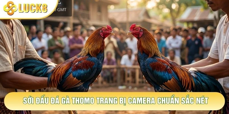 Sới đấu đá gà Thomo trang bị camera chuẩn sắc nét